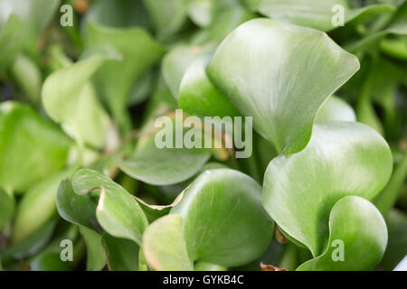 Eichornia crassipes, jacinthe d'arrière-plan vert feuilles Banque D'Images