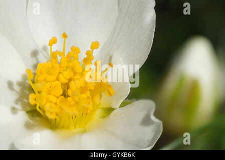 La dryade (Dryas octopetala), détail de la fleur, l'Autriche, le Tyrol, Hahntennjoch Banque D'Images