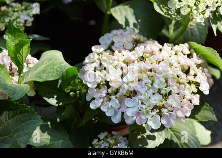 L'Hydrangea serrata, fleurs rose pâle et les feuilles Banque D'Images