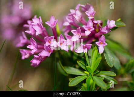 Lauréole (Daphne striata), la floraison, l'Autriche, le Tyrol, région Hahntennjoch Banque D'Images