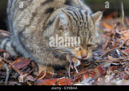 Chat Sauvage Européen, forêt wildcat (Felis silvestris silvestris), homme avec la souris capturées, Allemagne Banque D'Images