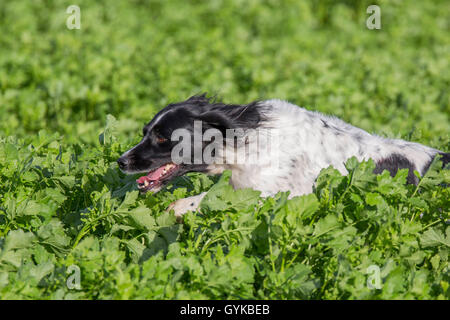 Grand Epagneul (Canis lupus f. familiaris), qui traverse un champ de moutarde, Allemagne Banque D'Images