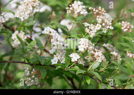 Spiraea vanhouttei, gerbe de fleurs blanches et de feuilles Banque D'Images