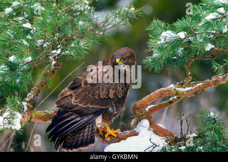 Eurasian buzzard (Buteo buteo), assis à la recherche de nourriture sur une branche de Conifères couverts de neige, Suisse, Sankt Gallen Banque D'Images