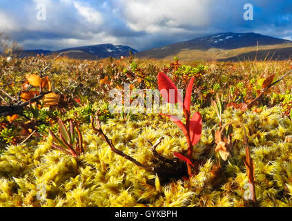 La busserole (Arctostaphylos alpinus de montagne), l'automne dans la toundra, de la Norvège, Troms, Kvaloeya Banque D'Images