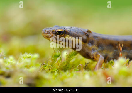 Smooth newt (Triturus vulgaris, Lissotriton vulgaris ), homme, Allemagne, NRW Banque D'Images