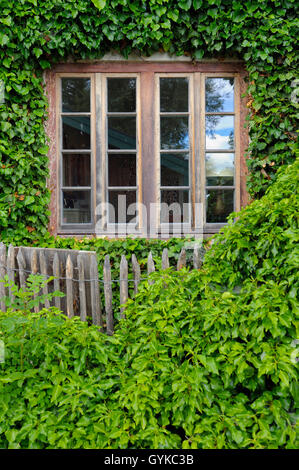 Le lierre, lierre (Hedera helix), ancienne fenêtre en bois de lierre, détail d'une maison sur l'île de Frauenchiemsee, Germany Banque D'Images