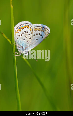 L'argent bleu étoilé (Plebejus argus, Plebeius argus), reposant sur une tige, passer la nuit, juste après le lever du soleil, de l'Allemagne, la Bavière Banque D'Images