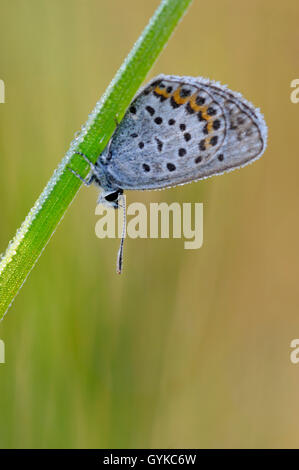 L'argent bleu étoilé (Plebejus argus, Plebeius argus), reposant sur une tige, passer la nuit, juste après le lever du soleil, de l'Allemagne, la Bavière Banque D'Images