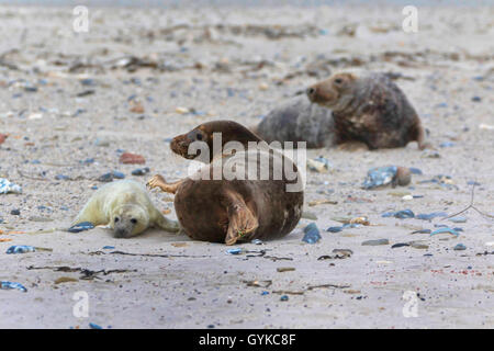 Phoque gris (Halichoerus grypus), le phoque gris mère avec pub et homme, Allemagne, Schleswig-Holstein, Helgoland Banque D'Images