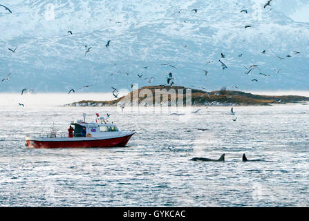 Orca, grand orque, grampus (Orcinus orca), l'observation des baleines dans le nord de la Norvège, la Norvège, Troms, Kvaloeya Sommaroey, Banque D'Images