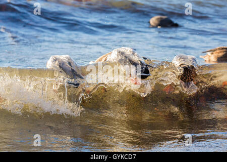 Le Canard colvert (Anas platyrhynchos), sont envahis par les vagues, l'Allemagne, la Bavière, le lac de Chiemsee Banque D'Images