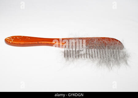 Peigne chien avec des poils de chien d'un croisement de Husky Banque D'Images