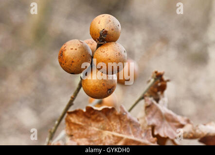 En gall wasp, en culot/chêne l'écrou (Andricus kollari), galles à un rameau de chêne, Allemagne, Rhénanie du Nord-Westphalie Banque D'Images