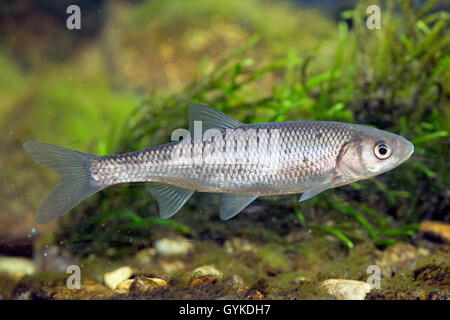 Moucheté (Leuciscus leuciscus), natation, Allemagne Banque D'Images