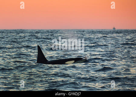 Orca, grand, de l'épaulard (Orcinus orca) grampus, grand mâle natation le matin l'humeur dans l'océan, vue de côté, la Norvège, Troms, Senja Banque D'Images