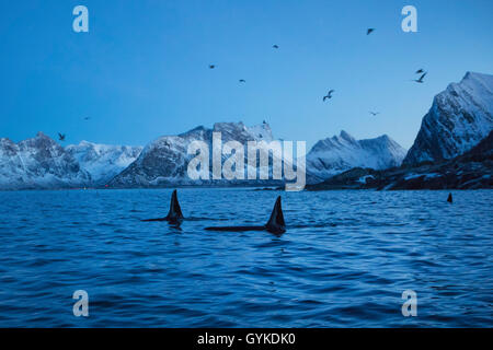 Orca, grand, de l'épaulard (Orcinus orca) grampus, chasse pack dans le crépuscule, la Norvège, Troms, Senja Ersfjord Banque D'Images