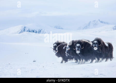 Le boeuf musqué (Ovibos moschatus), petit troupeau en hiver avec des faces couvertes de glace, la Norvège, le Parc National de Dovrefjell Sunndalsfjella Banque D'Images