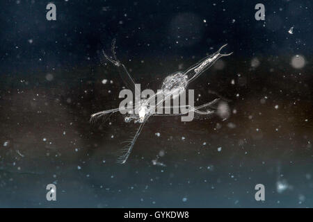 Puce d'eau (Leptodora kindtii), alimente un copépode, le lac de Chiemsee Banque D'Images