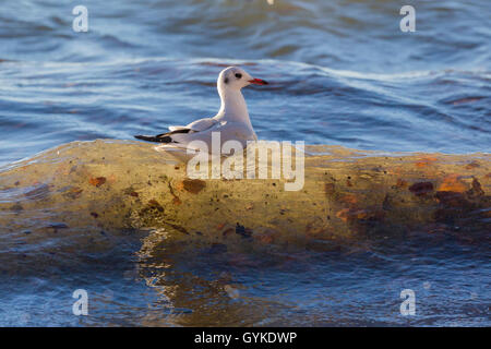 Mouette rieuse (Larus ridibundus, Chroicocephalus ridibundus) swimms, sur une crête des vagues en contre-jour, en Allemagne, en Bavière, le lac de Chiemsee Banque D'Images