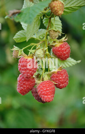 La direction générale de septembre de framboise avec big red fruits mûrs Banque D'Images