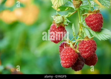 La direction générale de septembre de framboise avec big red fruits mûrs Banque D'Images