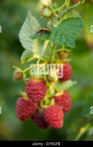 Stink bug sur la feuille de framboise à baies mûres Banque D'Images