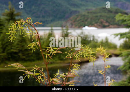 Espace vert fondu par le changement climatique. Glacier de Mendenhall Juneau Alaska. Vue panoramique sur le glacier de Mendenhall et Mendenhall Lake de West Glacier Trail, Juneau, Alaska du Sud-Est. Banque D'Images