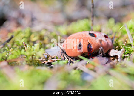Hydnellum peckii - champignon dans la forêt moussue Banque D'Images