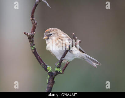 Sizerin flammé (Carduelis flammea) perché sur une branche en hiver Banque D'Images