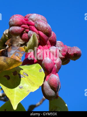 Sayonara Magnolia les coupelles de semences Banque D'Images