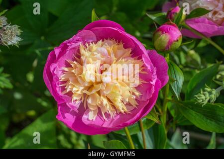 Paeonia lactiflora 'Bowl of Beauty Banque D'Images