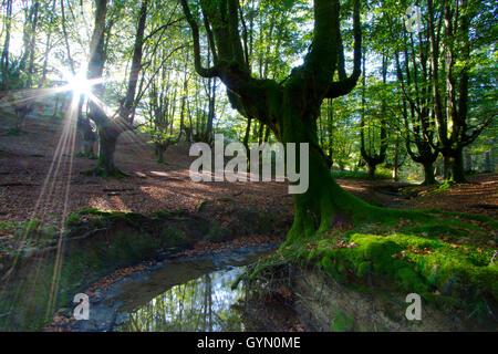 Otzarreta. Beechwood Barazar port. Banque D'Images