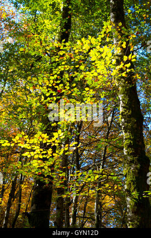 Hêtre (Fagus sylvatica) en automne. Monte Santiago Monument Naturel. County Las Merindades. Burgos, Castille et Leon. Espagne Banque D'Images