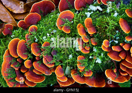 Turquie (champignons Queue Trametes versicolor). Monte Santiago Monument Naturel. County Las Merindades. Burgos, Castille et Leon. Sp Banque D'Images