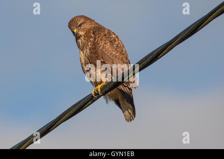 Sur le câble Buzzard Banque D'Images