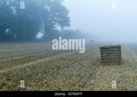 Un domaine couvert de terres agricoles récemment récoltés tôt le matin, brouillard, Lancashire, England, UK Banque D'Images