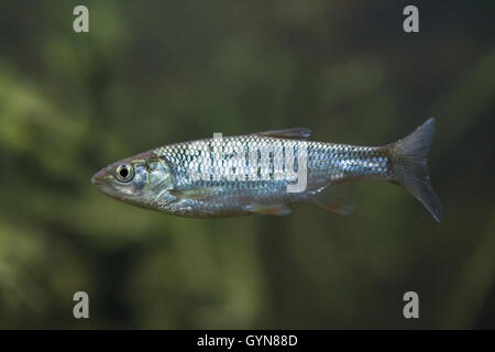 (Alburnus alburnus sombre commun). Des animaux de la faune. Banque D'Images