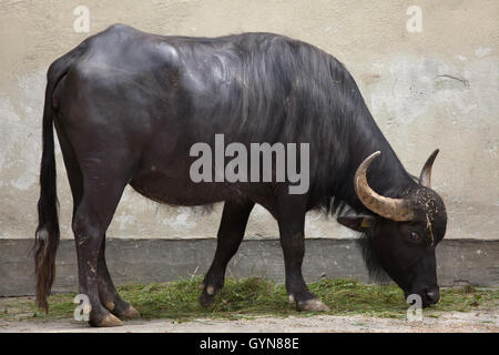 Buffle d'Asie (Bubalus bubalis), également connu sous le nom de l'eau domestique buffalo Zoo d'Augsburg en Bavière, Allemagne. Banque D'Images