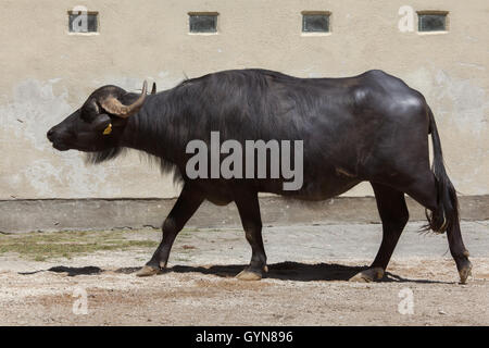 Buffle d'Asie (Bubalus bubalis), également connu sous le nom de l'eau domestique buffalo Zoo d'Augsburg en Bavière, Allemagne. Banque D'Images