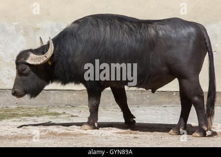 Buffle d'Asie (Bubalus bubalis), également connu sous le nom de l'eau domestique buffalo Zoo d'Augsburg en Bavière, Allemagne. Banque D'Images