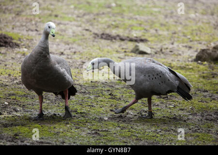 Oies de Cape Barren (Cereopsis novaehollandiae). Des animaux de la faune. Banque D'Images