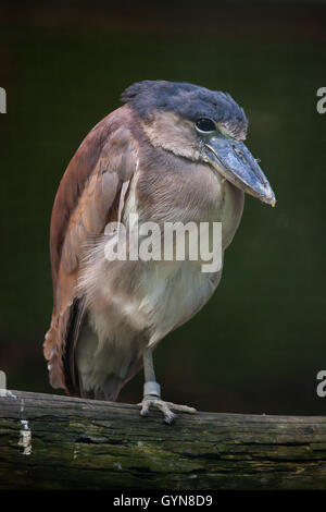 Boat-billed heron (Cochlearius cochlearius). Des animaux de la faune. Banque D'Images