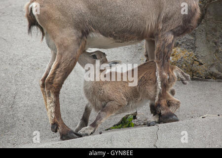 Bouquetin des Alpes (Capra ibex ibex), également connu sous le nom de steinbock ou bouquetin. Bouquetin femelle allaitant son veau à Augsbourg en Bavière Zoo Banque D'Images