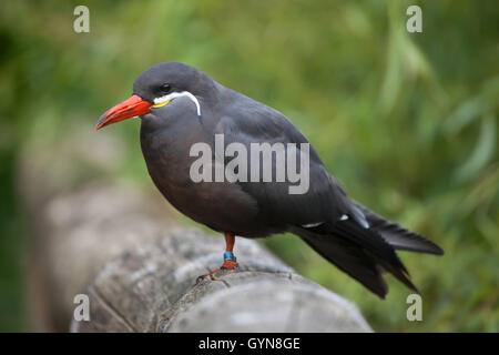 La sterne Inca Larosterna inca (). Des animaux de la faune. Banque D'Images