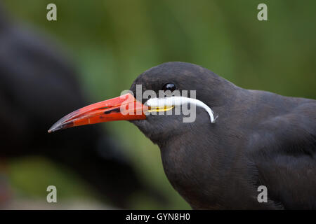 La sterne Inca Larosterna inca (). Des animaux de la faune. Banque D'Images