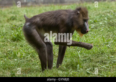 Mandrill (Mandrillus sphinx). Des animaux de la faune. Banque D'Images