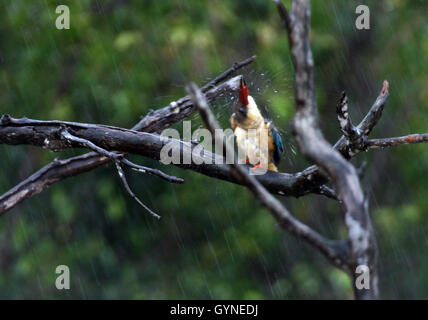 BINTAN, INDONÉSIE - 19 SEPTEMBRE : La cigogne-billed kingfisher (Pelargopsis capensis) vu à tree le 19 septembre 2016 dans l'île de Bintan, Indonésie. C'est une très grosse kingfisher, mesurant 35 à 38 cm (14 à 15 po) de longueur. L'adulte a un dos vert, bleu, ailes et queue gris et tête. Ses parties inférieures sont chamois et du cou. Le très grand bec et pattes sont rouge vif. Photo par Yuli Seperi/Alamy Banque D'Images