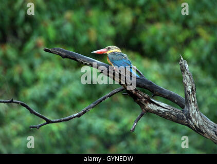 BINTAN, INDONÉSIE - 19 SEPTEMBRE : La cigogne-billed kingfisher (Pelargopsis capensis) vu à tree le 19 septembre 2016 dans l'île de Bintan, Indonésie. C'est une très grosse kingfisher, mesurant 35 à 38 cm (14 à 15 po) de longueur. L'adulte a un dos vert, bleu, ailes et queue gris et tête. Ses parties inférieures sont chamois et du cou. Le très grand bec et pattes sont rouge vif. Photo par Yuli Seperi/Alamy Banque D'Images