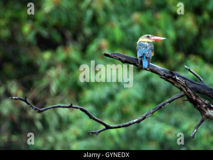 BINTAN, INDONÉSIE - 19 SEPTEMBRE : La cigogne-billed kingfisher (Pelargopsis capensis) vu à tree le 19 septembre 2016 dans l'île de Bintan, Indonésie. C'est une très grosse kingfisher, mesurant 35 à 38 cm (14 à 15 po) de longueur. L'adulte a un dos vert, bleu, ailes et queue gris et tête. Ses parties inférieures sont chamois et du cou. Le très grand bec et pattes sont rouge vif. Photo par Yuli Seperi/Alamy Banque D'Images